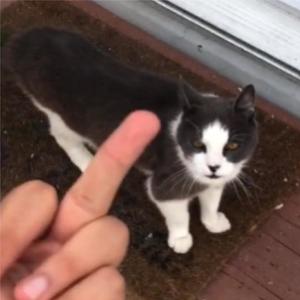 how you feel (feat. dontcarewontcare) (Explicit)