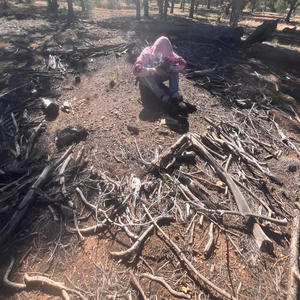 GUAPOMOLE (Explicit)