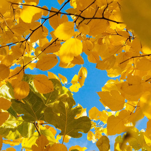 小意y - 不愿偏向我半分