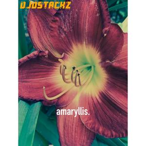 amaryllis.