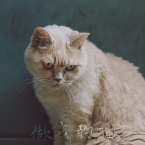 做我的猫