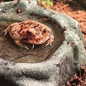 R.I.P JABBA (Explicit)