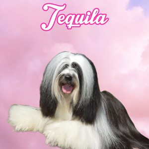 Tequila