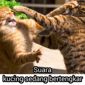 Suara Kucing Sedang Bertengkar