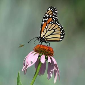 Bought Her Fly (feat. Majo Aguilar, Franc Moody & Syence)