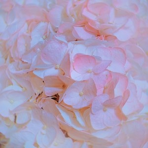 纸花 (FAKE LOVE Chinese Ver.)