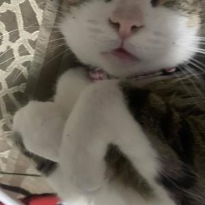 Purge (feat. Leal) (Explicit)