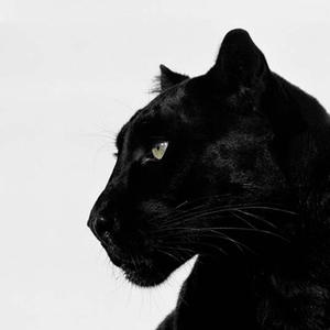 BAGIRA (feat. Skruf & Durek) (Explicit)