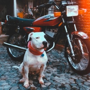 YAMAHA 115 rxz (Explicit)