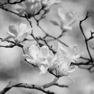Magnolia Trees (Explicit)