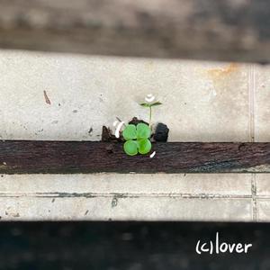 (c)lover