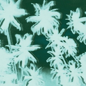 AVANSE