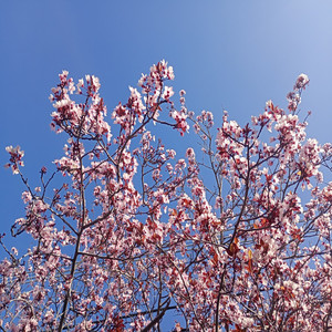 Un Camino Ya Recorrido