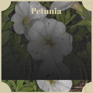 Petunia