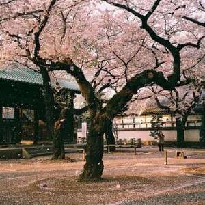 空山新雨后