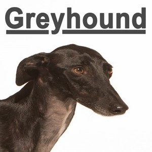 Greyhound (Ringtone!)