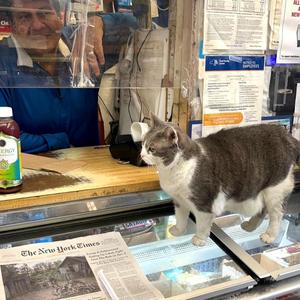 bodega catz (Explicit)