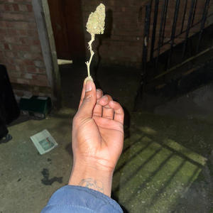 SHE TOLD ME SHE LIKES ROSES (Explicit)