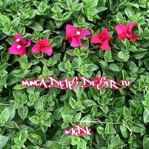 Un momento eterno (Explicit)