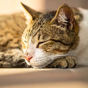 Un Momento De Calma Nocturna Para Gatos