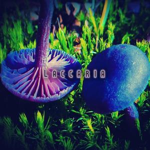 Laccaria