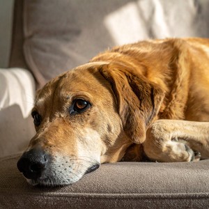 Sonidos Tranquilos De Lofi Para Dormir Profundamente