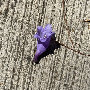 Jacaranda (feat. Juan Pablo Villa) (Live Session)