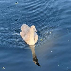 POPTAG (feat. Death Classic) (Explicit)