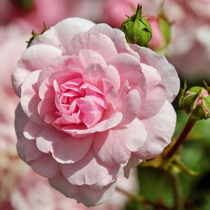 Pink Roses (feat. Cold Illumination)