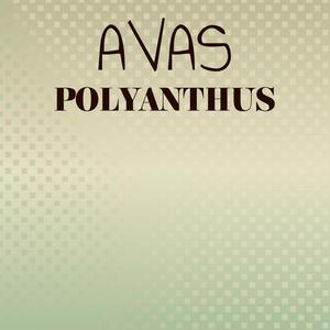 Avas Polyanthus