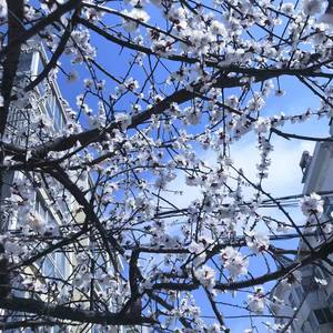 除了春天爱情和樱花