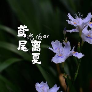 鸢尾离夏