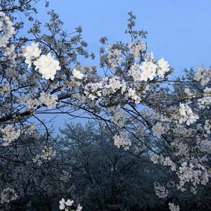 欲买桃花同载酒（钟不似少年游）