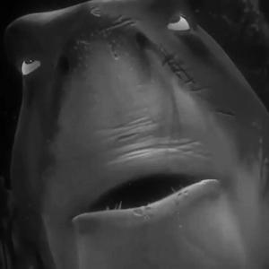 Bucking Bruce (Explicit)