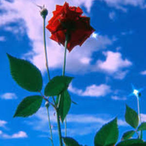 Roses Are Red Violets Are Blue (feat. LJM) (Explicit)