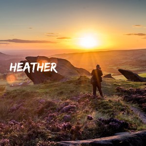 Heather