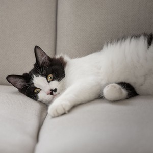 Soft Rhythms for Cats