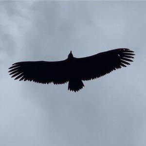 Flight of the Vulture