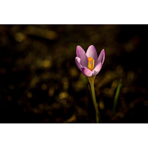 만약에 말야 (If)