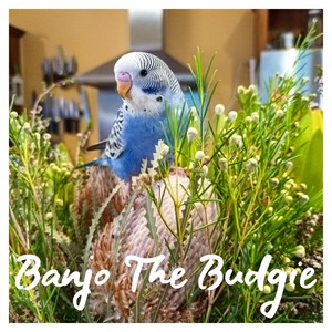 Banjo the Budgie (Explicit)