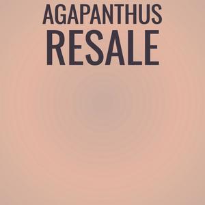 Agapanthus Resale
