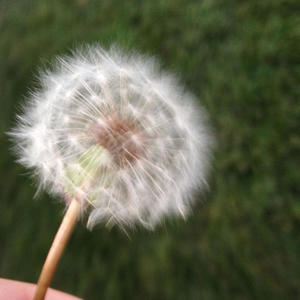 4 wishes (feat. sekandi)