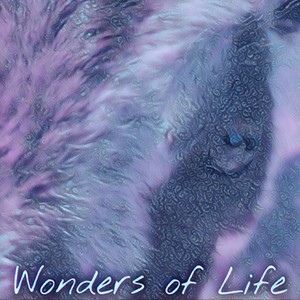 Wonders of Life (EP) [Explicit]