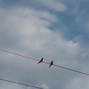 小燕与家雀 (伴奏)