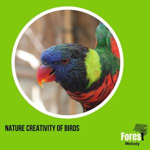 Nature Creativity of Birds