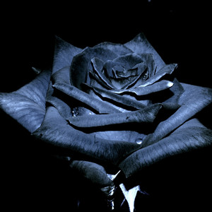 Dark Flower (Explicit)