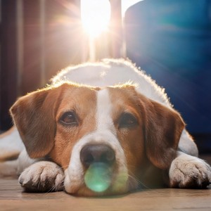 Las Tranquilas Melodías Caninas Calman