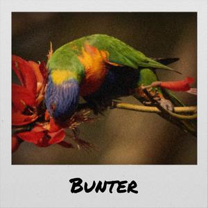 Bunter