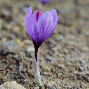 Lạc Trong Mắt Em