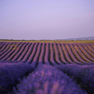 Tchaikovsky - Waltz of the Flowers